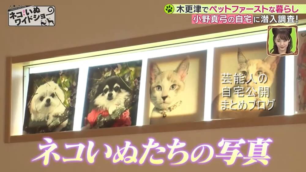 【犬猫6匹】小野真弓さんの自宅【画像】