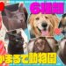 f:id:romarika:20211114222225j:plain