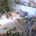 f:id:romarika:20180106023105j:plain